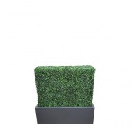 Boxwood Hedge Wall